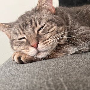 My reason for poshing 🐱 Miss Betty White